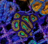 Acanthastrea lordhowensis (Green) (Premium) (frag)